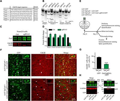 Mental Illnesses-Associated Fxr1 and Its Negative Regulator <mark class="highlighted">Gsk3β</mark> Are Modulators of Anxiety and Glutamatergic Neurotransmission